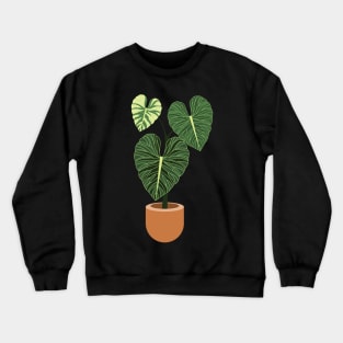 Anthurium regale rare plant Crewneck Sweatshirt